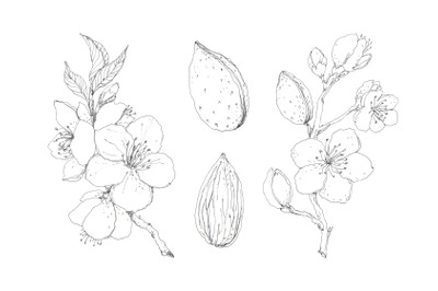 Blooming almond - hand drawn pen ink botanical illustration