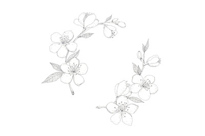 Blooming almond - hand drawn pen ink botanical illustration
