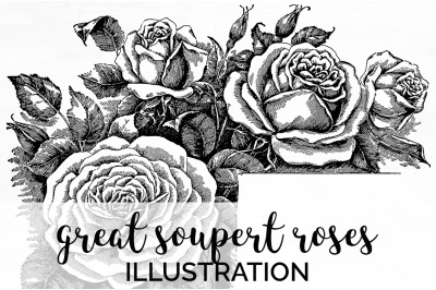 Rose Black and White Clipart