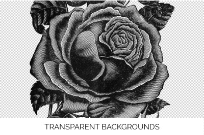 Rose Black and White Clipart