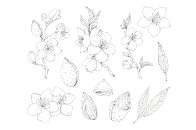 Blooming almond set - hand drawn pen ink botanical elements