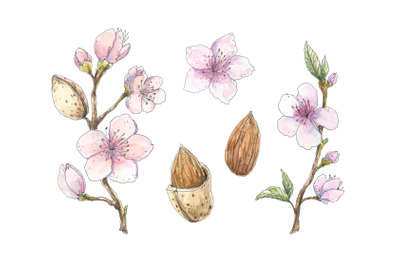 Blooming almond - hand drawn pen ink and watercolor illustration