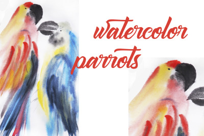 watercolor birds parrots summer illustration of animals