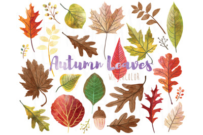 Watercolor Fall Leaves Collections