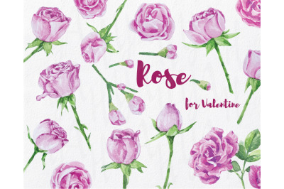 Watercolor Love Pink Rose