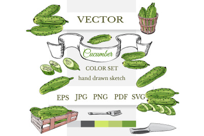 Hand drawn colored sketch of green cucumbers. Vector clipart