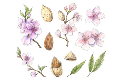 Blooming almond watercolor set