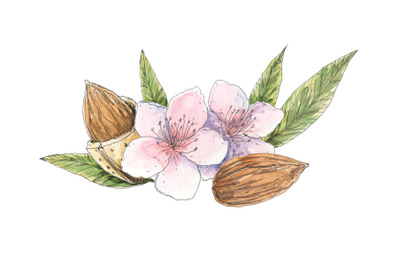 Almond watercolor composition with flowers, nuts and leaves