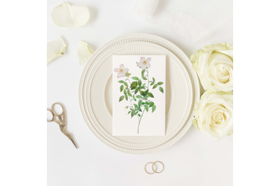 Rose Vintage Flowers, Botanical IlIustration, Vintage Flowers