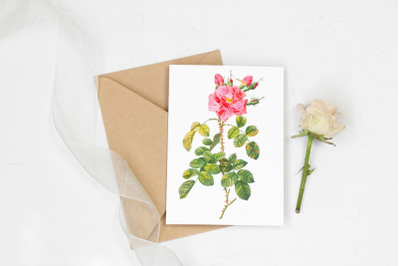 Rose Vintage Flowers, Botanical IlIustration, Vintage Flowers