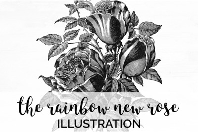 Rose Black and White Clipart