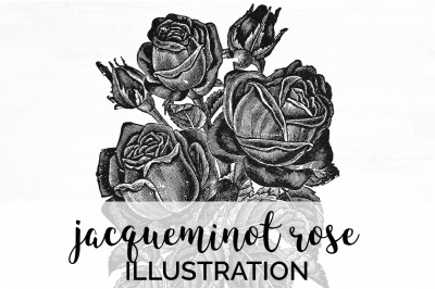 Flower Clipart Black and White - Jacqueminot Meteor Rose Vintage Clipa