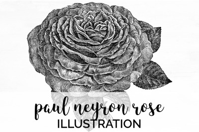 Rose Black and White Clipart