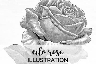 Rose Black and White Clipart