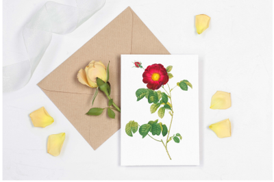 Rose Vintage Flowers, Botanical IlIustration, Vintage Flowers