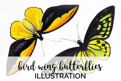 Butterfly Clipart