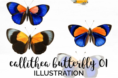 Butterfly Clipart