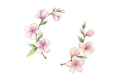 Blooming almond - hand drawn watercolor botanical illustration