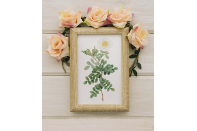 White Vintage Rose, Flower for wall decoration
