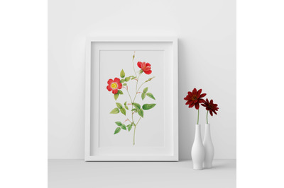 Elegant Rose Design, Red Wall Rose Illustration