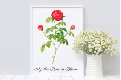 Agatha Rose in Bloon, BeautifulRed Rose Illustration