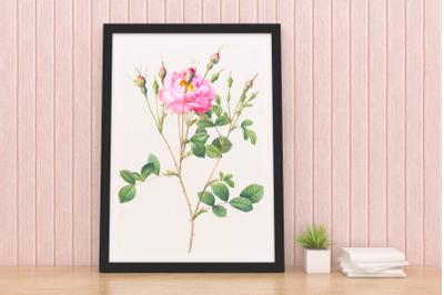 Vintage Wall Illustration. Pink Retro Rose for Invitations