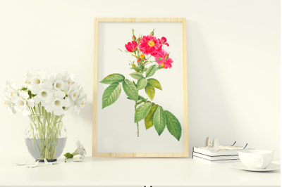 Rose for Scrapbooking, Elegant Rose Design, Vintage Wall Art