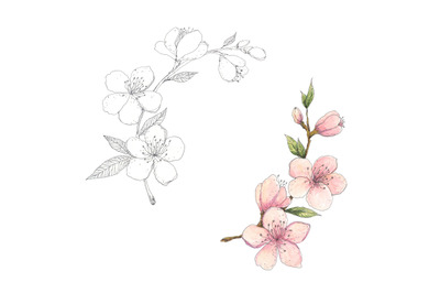 Cherry, almond blossom - hand drawn botanical illustration