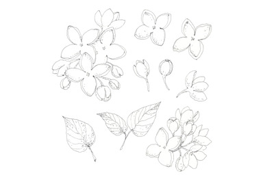 Lilac set - hand drawn pen ink botanical design elements
