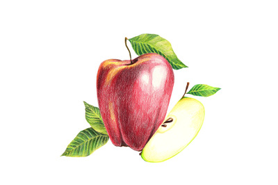 Apple - hand drawn food, botanical illustration
