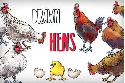 Drawn hens