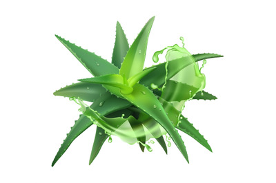 Aloe realistic plant. Green aloe vera, medicine plant and juice splash