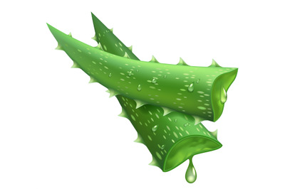 Fresh aloe vera. Realistic green leaves slices, aloe vera juicy drops,