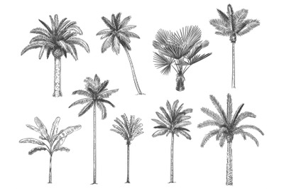 Hand drawn tropical palm trees. Vector set