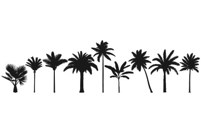 Palm trees silhouette. Retro coconut trees&2C; hand drawn tropical palm s