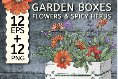 Vector garden boxes with flowers and spicy herbs.