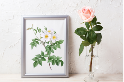 White Rose for Scrapbooking, Elegant Rose Design, Vintage Wall Art