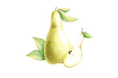 Pear - hand drawn food, botanical illustration