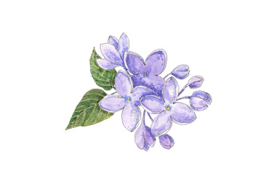 Lilac - hand drawn watercolor floral illustration in sketching style