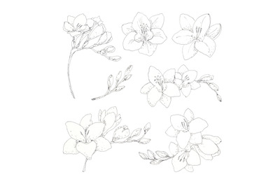 Freesia set - hand drawn pen ink botanical design elements