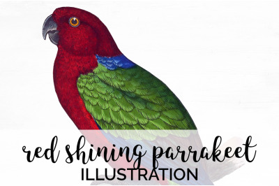 Parrot Parrakeet Clipart