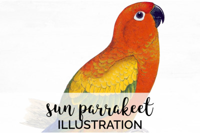 Parrot Parrakeet Clipart