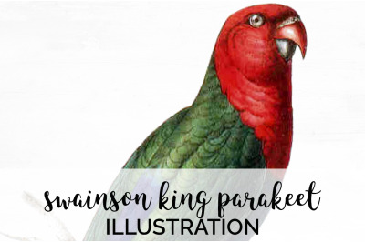 Parrot Parakeet Clipart