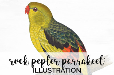 Parrot Parrakeet Clipart