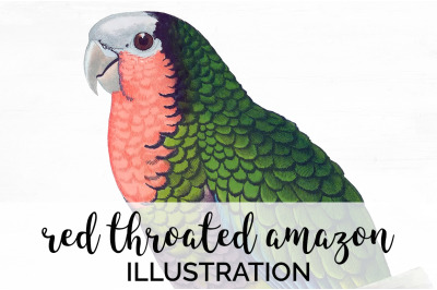 Parrot Clipart Amazon