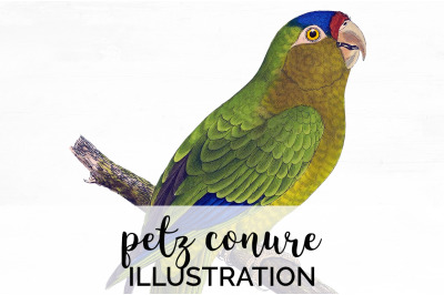 Parrot Clipart Conure