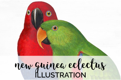 Parrot Clipart Eclectus