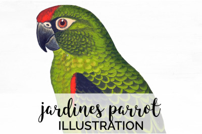 Parrot Clipart Jardines