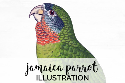 Parrot Clipart