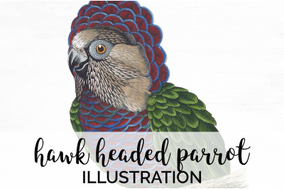 Parrot Clipart